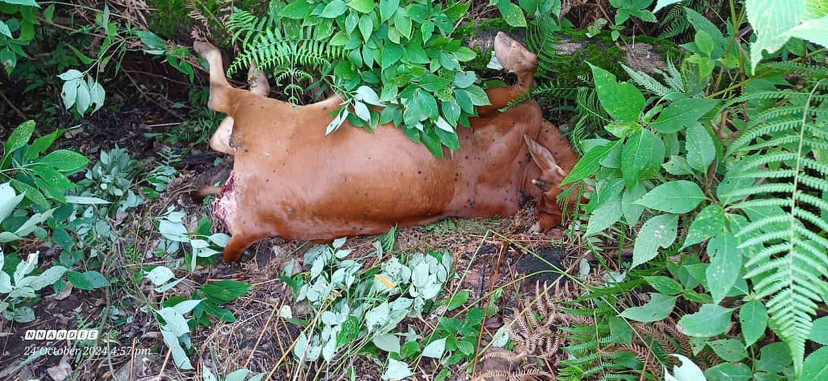 ಹಗಲು ವೇಳೆಯೇ ಹುಲಿ ದಾಳಿ: ಹಸು ಸಾವು