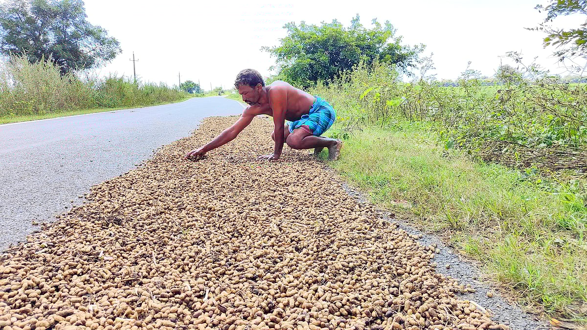 ಕನಿಷ್ಠ ಬೆಂಬಲ ಬೆಲೆಯಡಿ ಶೇಂಗಾ ಖರೀದಿಗೆ ಒಪ್ಪಿಗೆ: ಎಲ್ಲೆಲ್ಲಿ ಖರೀದಿ?