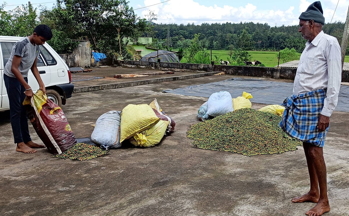 ಅಕಾಲಿಕ ಮಳೆಗೆ ಕಾಫಿ ಮಣ್ಣು ಪಾಲು: ಸೋಮವಾರಪೇಟೆ ತಾಲ್ಲೂಕಿನ ಬೆಳೆಗಾರರಿಗೆ ನಷ್ಟ