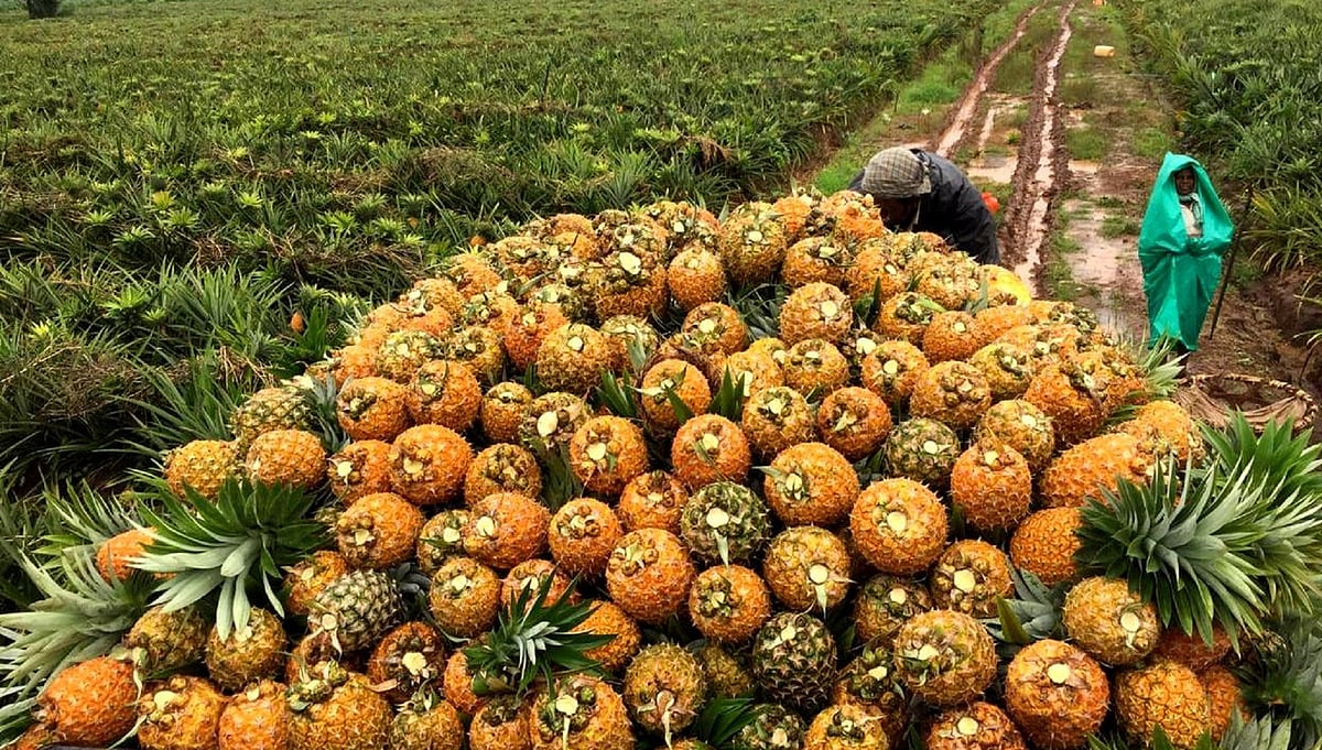 ಶಿರಸಿ: ಅನಾನಸ್ ಇಳುವರಿ ಕುಸಿತ