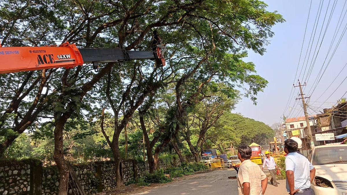 ಬೆಂಗಳೂರು: 6 ತಿಂಗಳಲ್ಲಿ 218 ಅಪಾಯಕಾರಿ ಮರ, 1,623 ರೆಂಬೆಗಳ ತೆರವು