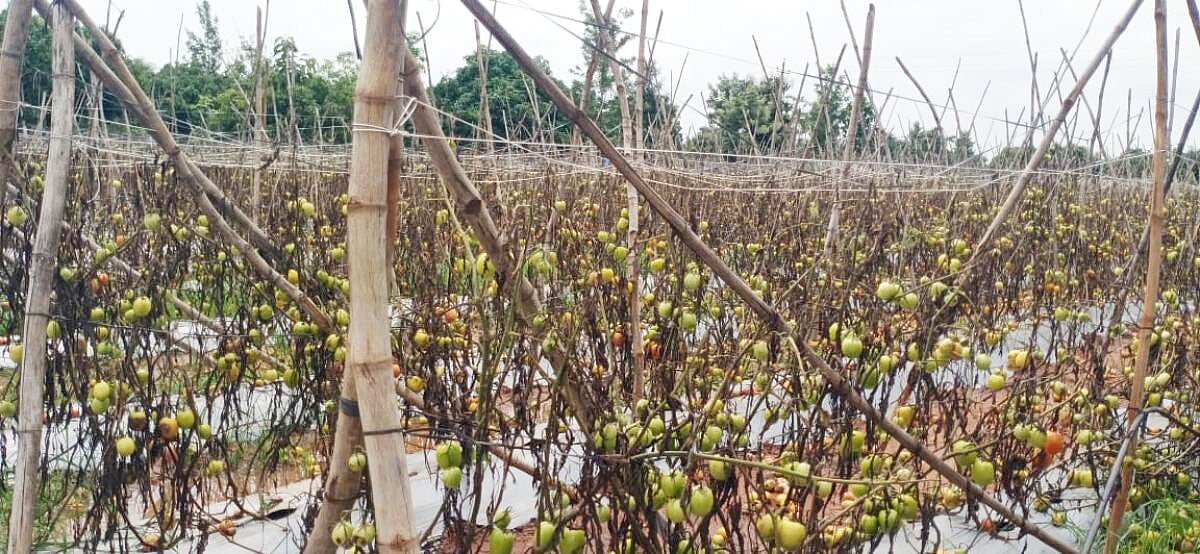 ತುಮಕೂರು: ಅ.28ರಿಂದ ಬೆಳೆ ಸಮೀಕ್ಷೆ