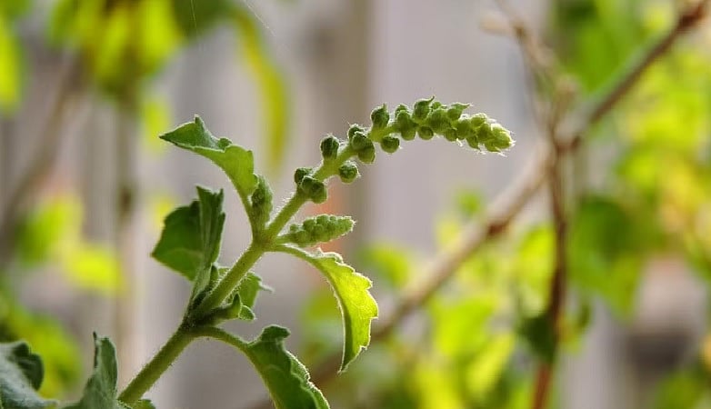 ಅಧಿಕ ಕೀಟನಾಶಕ: ಗುರುವಾಯೂರ್ ದೇವಾಲಯದಲ್ಲಿ ‘ತುಳಸಿ’ ನಿಷೇಧ