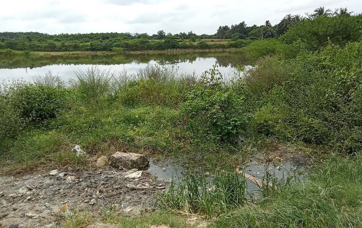 ಚಿಕ್ಕಜಾಜೂರು | ಕೆರೆ ದಂಡೆಯಲ್ಲಿ ಮಾಂಸದ ತ್ಯಾಜ್ಯ; ಮಲಿನಗೊಂಡ ನೀರು