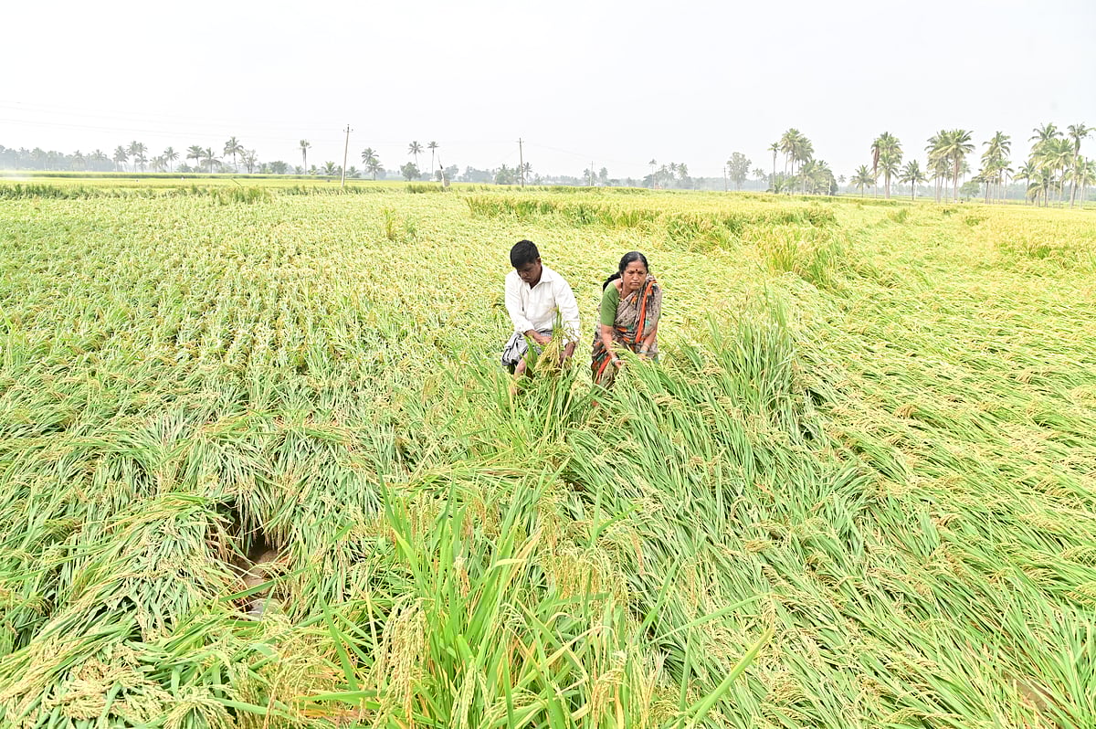 ದಾವಣಗೆರೆ | ಚಾಪೆ ಹಾಸಿದ ಭತ್ತ: ಕಮರಿದ ಕನಸು