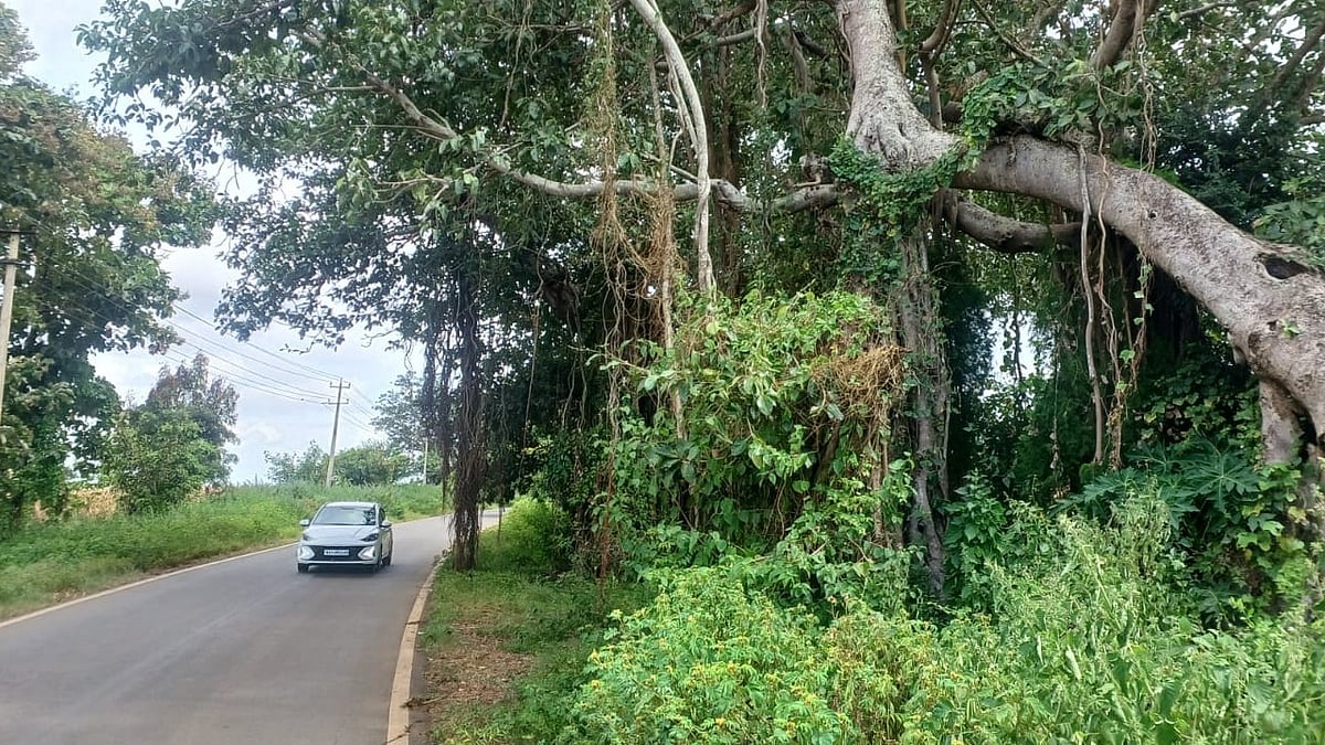 ಹಿರೇಕೆರೂರು | ಜೋತು ಬಿದ್ದ ಆಲದ ಮರದ ಬೇರುಗಳು; ವಾಹನ ಸಂಚಾರಕ್ಕೆ ಅಡಚಣೆ 