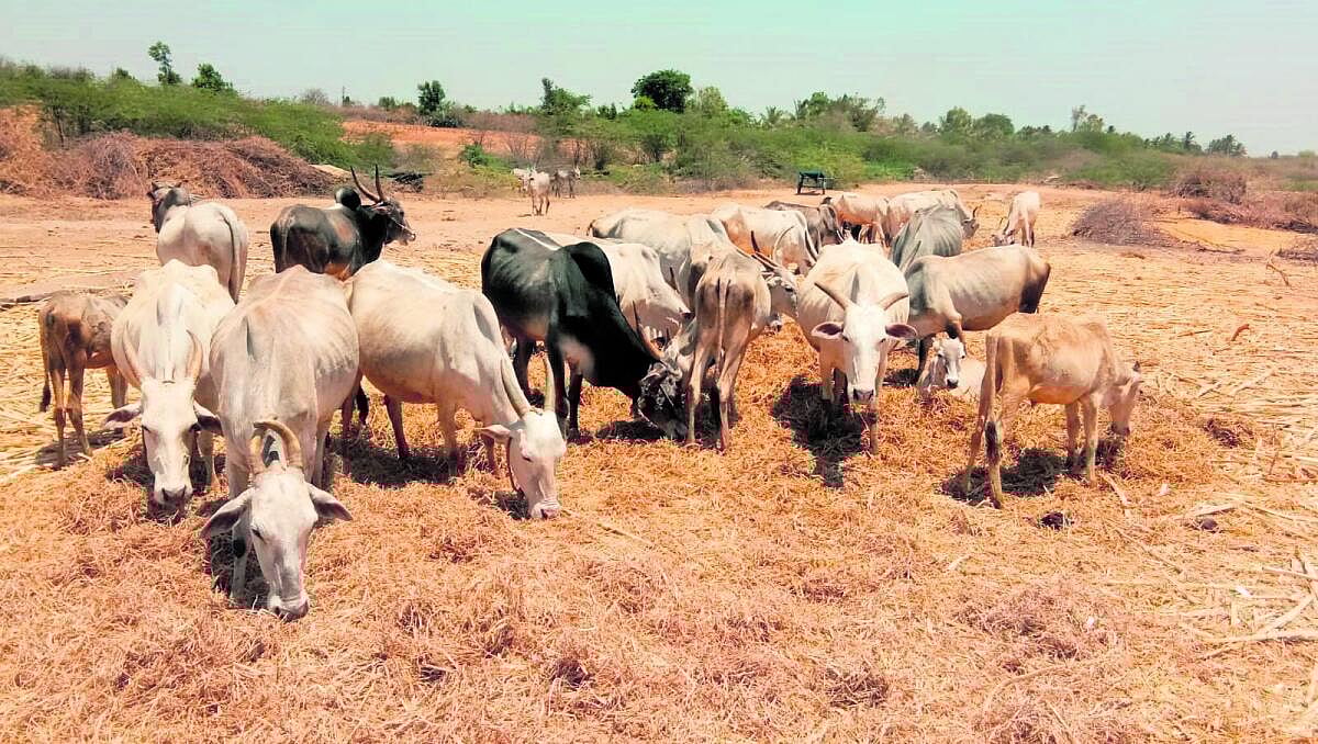 ಮೈಸೂರು: ಜಾನುವಾರು ಗಣತಿಗೆ ವಿಶೇಷ ಆ್ಯಪ್‌