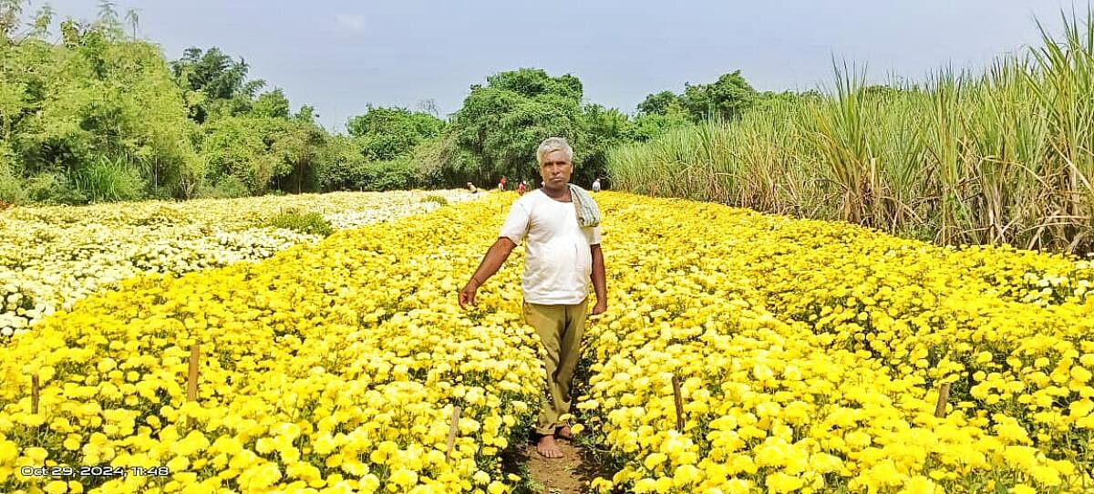 ದೀಪಾವಳಿ ಹಬ್ಬಕ್ಕೆ ಬೆಳೆದ ಸೇವಂತಿಗೆ: ಲಕ್ಷಾಧೀಶನಾದ ರೈತ
