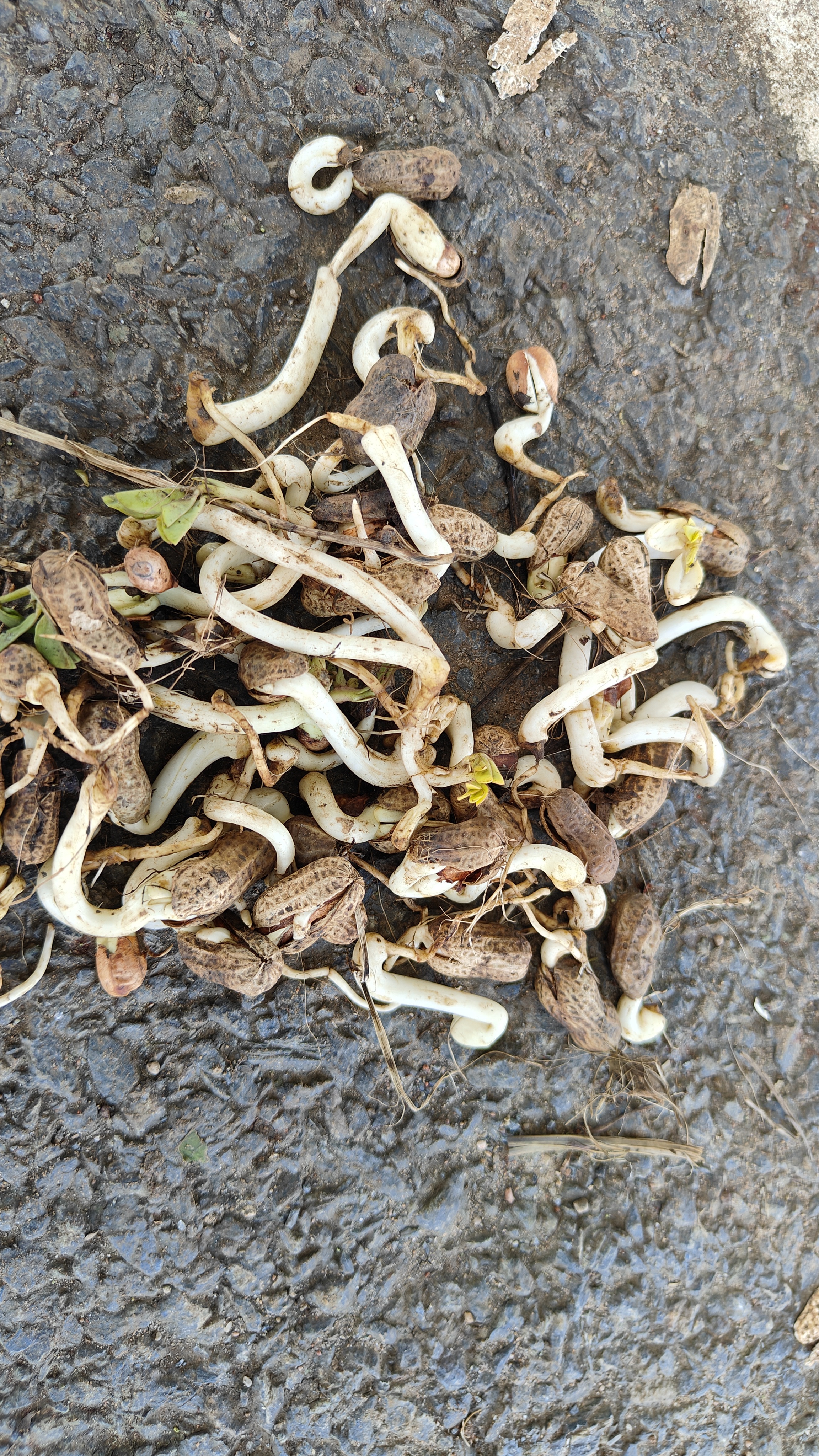 ಮೊಳಕೆಯೊಡೆದ ಶೇಂಗಾ
