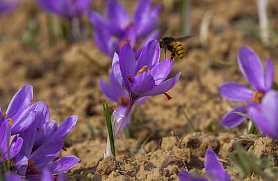 ಇತಿಹಾಸಗಳ ಪ್ರಕಾರ ಕಾಶ್ಮಿರದಲ್ಲಿ ಕ್ರಿಸ್ತ ಪೂರ್ವ 500ರಿಂದಲೇ ಕೇಸರಿ ಬೆಳೆಯನ್ನು ಬೆಳೆಯಲಾಗುತ್ತಿದೆ. 