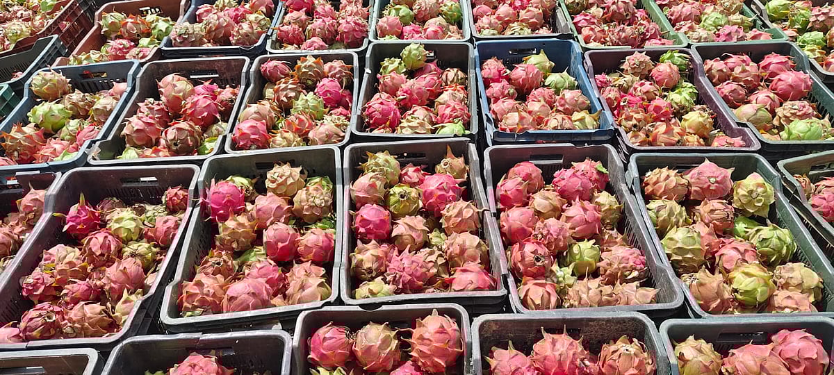 ಬಂಗಾರಪೇಟೆ: ಯುವ ರೈತನ ಕೈಹಿಡಿದ ಡ್ರ್ಯಾಗನ್ ಫ್ರೂಟ್