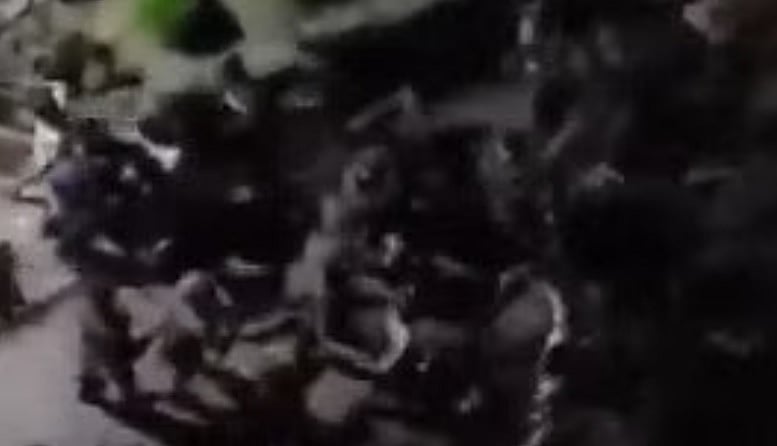 ಹಿಂದೂಗಳ ಮೇಲೆ ಬಾಂಗ್ಲಾ ಸೇನೆ ದಾಳಿ: ವಿಡಿಯೊ ಹಂಚಿಕೊಂಡ ಲೇಖಕಿ ತಸ್ಲೀಮಾ ನಸ್ರೀನ್