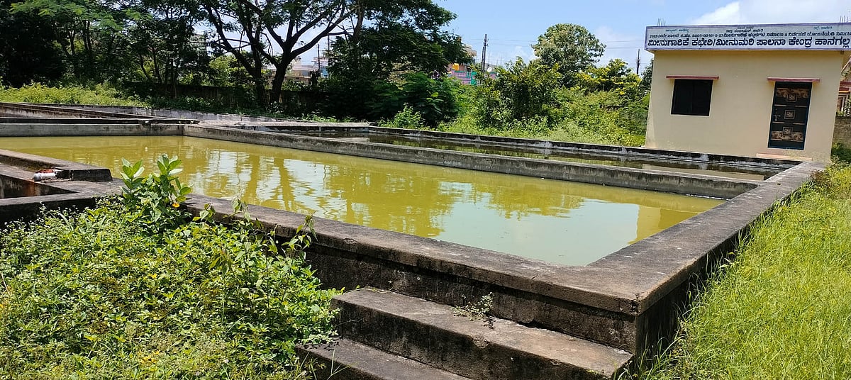 ಹಾನಗಲ್ | ತುಂಬಿದ ಕೆರೆಕಟ್ಟೆ: ಮೀನು ಕೃಷಿ ಚೇತರಿಕೆ