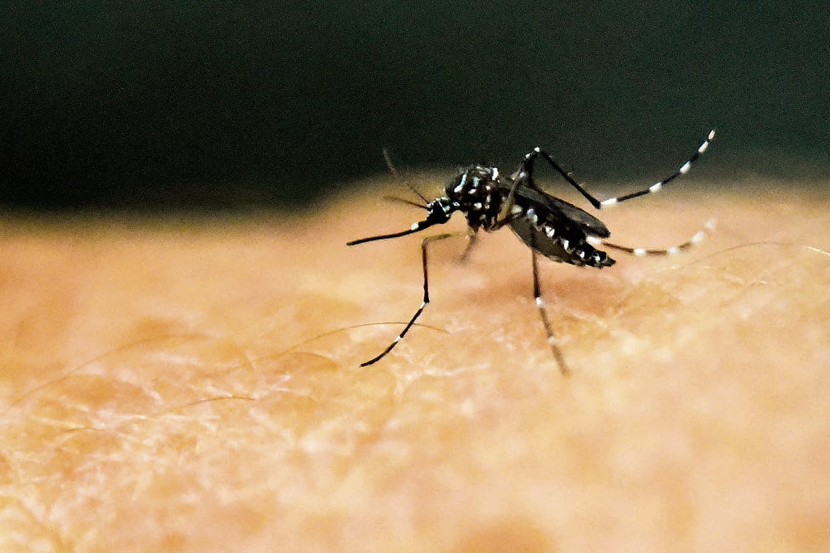 ಗುಜರಾತ್‌ನಲ್ಲಿ ಝೀಕಾ ಪತ್ತೆ: ಚಿಕಿತ್ಸೆ ಬಳಿಕ ರೋಗಿ ಮನೆಗೆ