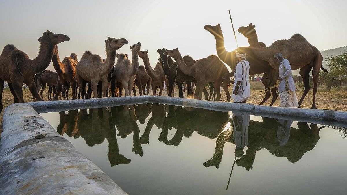 ಬಕ್ರೀದ್: ಗೋವು, ಒಂಟೆ ಸಾಗಣೆ ನಿಷೇಧ