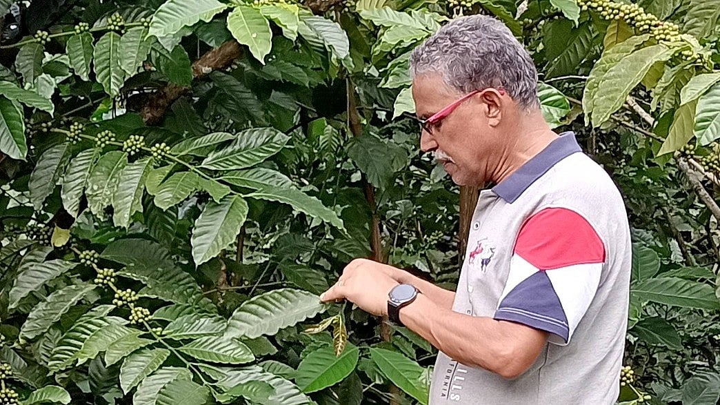 ಸೋಮವಾರಪೇಟೆ: ನೈಸರ್ಗಿಕ ಪದ್ಧತಿಯಲ್ಲಿ ಕಾಫಿ ಬೆಳೆದ ಕೃಷಿಕ