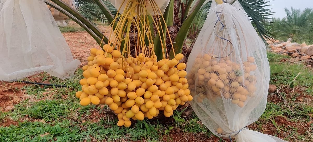 ಹಿರಿಯೂರು: ಖರ್ಜೂರದ ಬೆಳೆಯೊಂದಿಗೆ ಅಣ್ಣ–ತಂಗಿಯರ ಬಂಧ