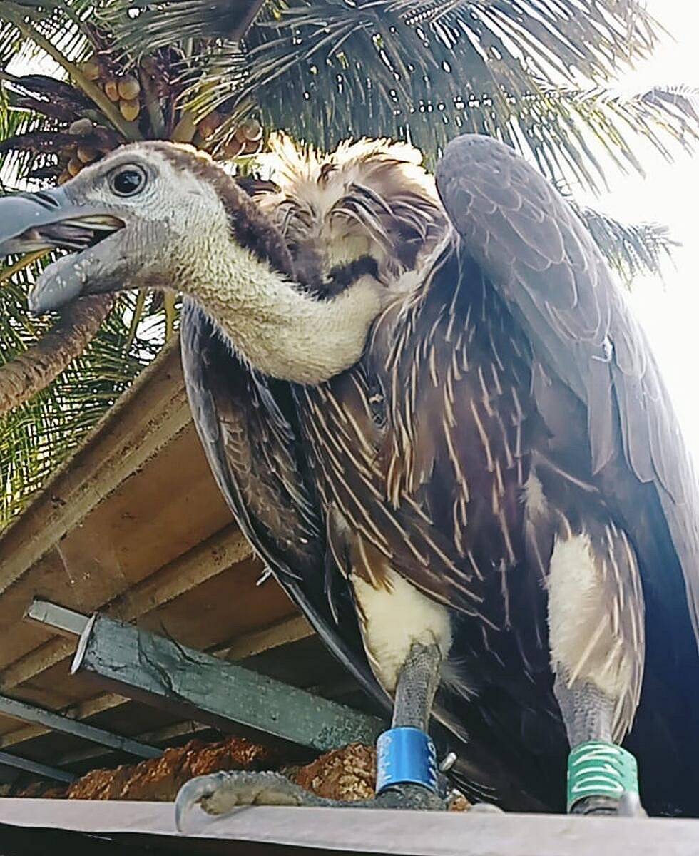 ಕಾರವಾರ: ಕುತೂಹಲ ಸೃಷ್ಟಿಸಿದ ರಣಹದ್ದು
