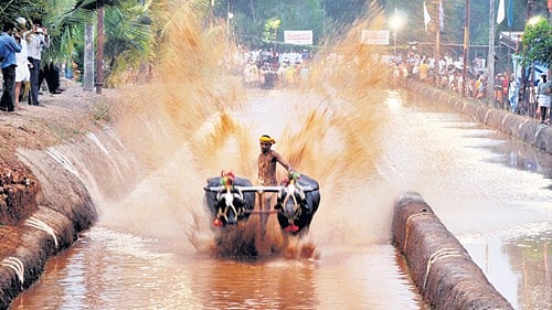ಮಂಗಳೂರು | ಪಿಲಿಕುಳ ಕಂಬಳೋತ್ಸವ ಮುಂದೂಡಿಕೆ; ಕಾರಣವಿಷ್ಟೇ...!