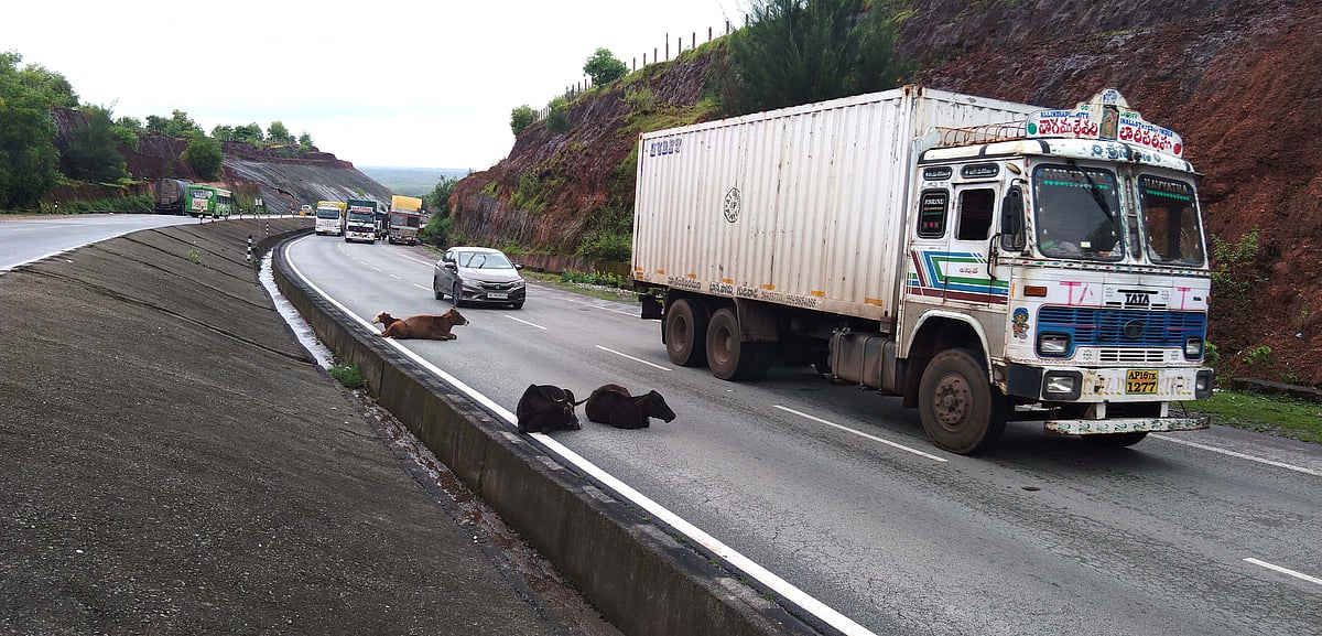 ಬೈಂದೂರು: ಹೆಚ್ಚಿದ ಬೀಡಾಡಿ ದನಗಳ ಹಾವಳಿ 