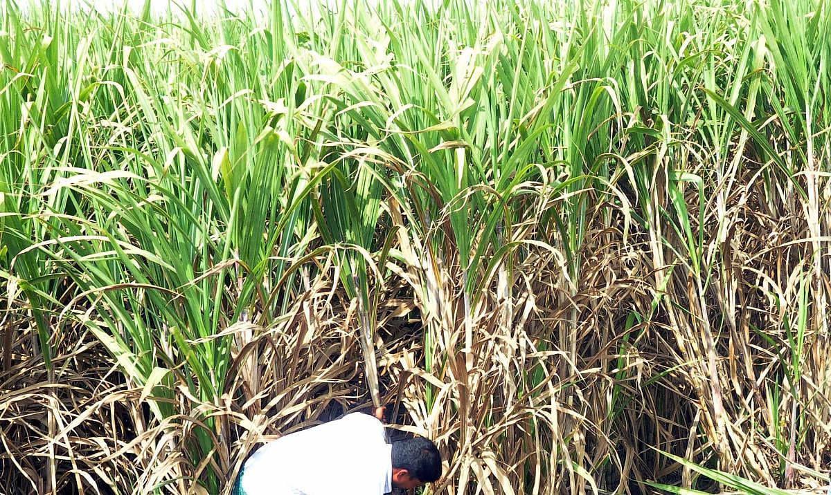 ಕಬ್ಬಿಗೆ ಪರಿಷ್ಕೃತ ದರ: ವಾಣಿಜ್ಯ ಮತ್ತು ಕೈಗಾರಿಕಾ ಇಲಾಖೆಯಿಂದ ಅಧಿಕೃತ ಆದೇಶ