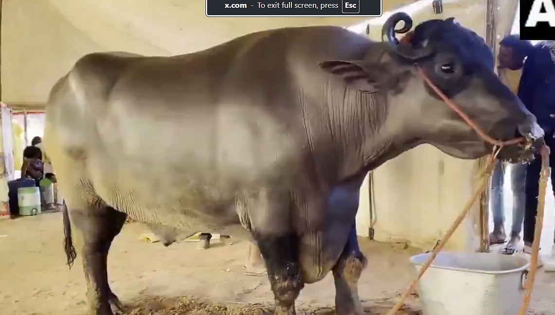 ₹23 ಕೋಟಿಯ ಈ ಕೋಣ ‘ಅನ್ಮೋಲ್‌’ ಡಯಟ್‌ನಲ್ಲಿ ಬಾದಾಮಿ, ಮೊಟ್ಟೆ, ಬಾಳೆಹಣ್ಣು..!