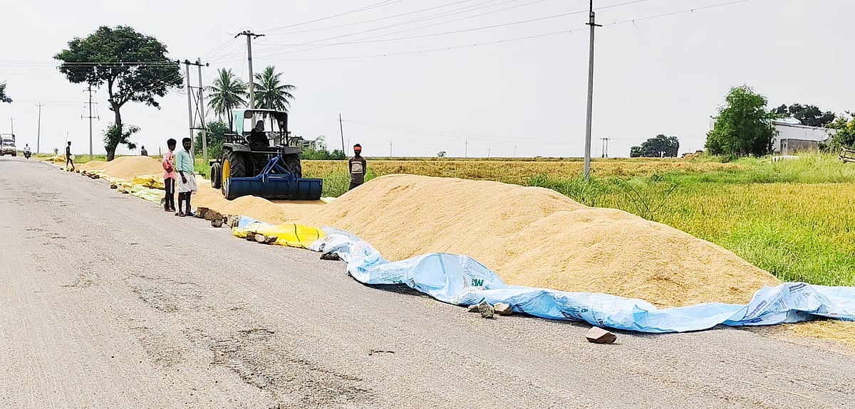 ಸಿರುಗುಪ್ಪ | ಭತ್ತದ ಬೆಲೆ ಕುಸಿತ: ಸಂಕಷ್ಟದಲ್ಲಿ ರೈತರು