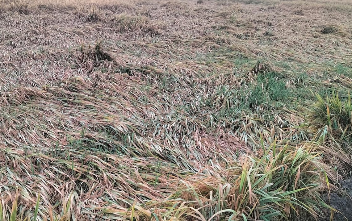 ಮಾನ್ವಿ: ಭತ್ತದ ಬೆಳೆ ಹಾನಿ