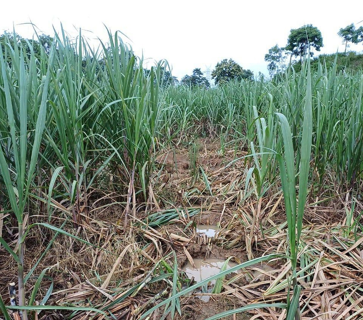 ಕಾರವಾರ | ಕಾಡಂಚಿನ ಜಮೀನುಗಳಲ್ಲಿ ಹೆಚ್ಚಿದ ಹಾವಳಿ: ರೈತರ ಫಸಲು ವನ್ಯಜೀವಿ ಪಾಲು 