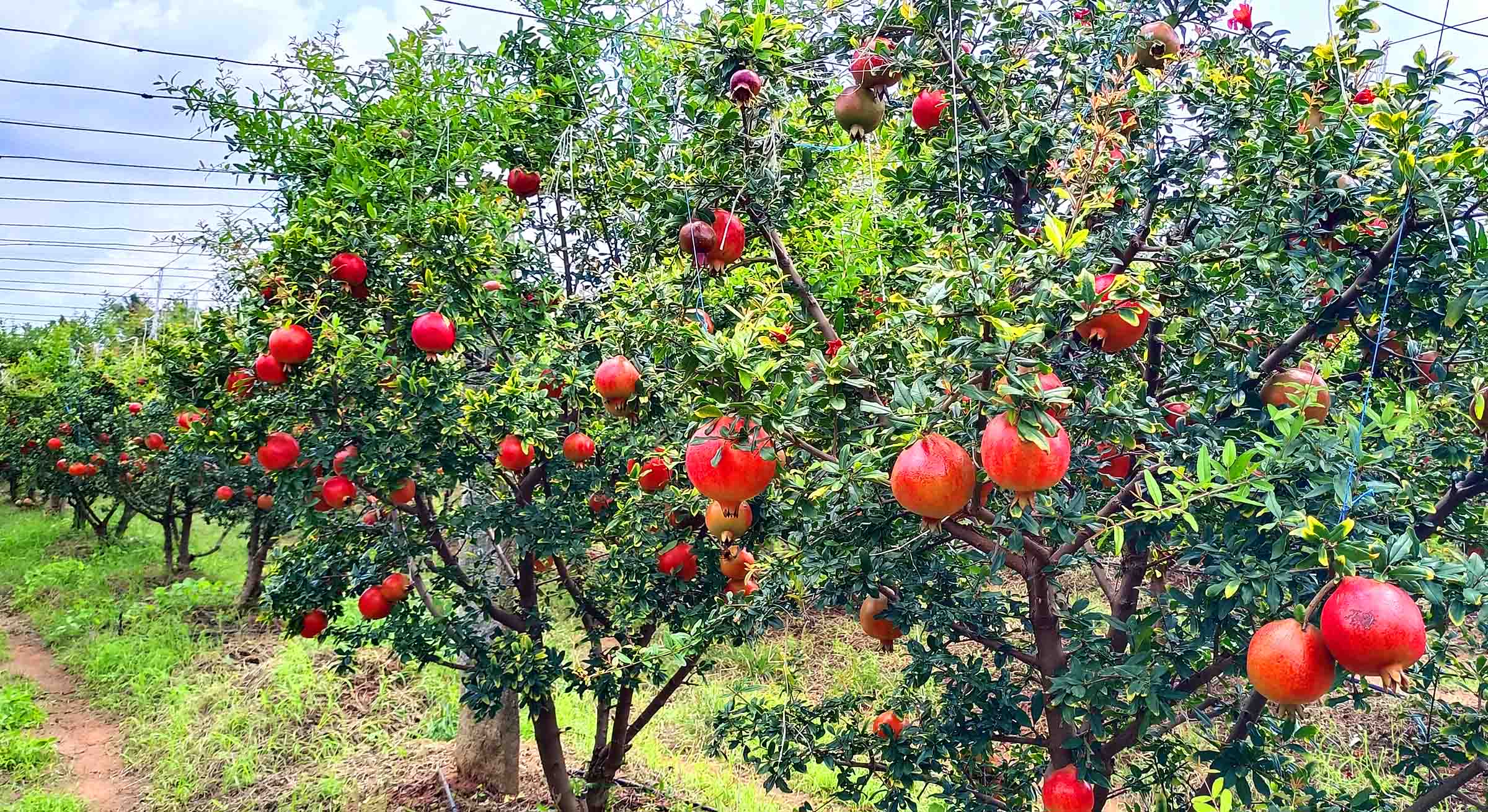 ದಾಳಿಂಬೆ