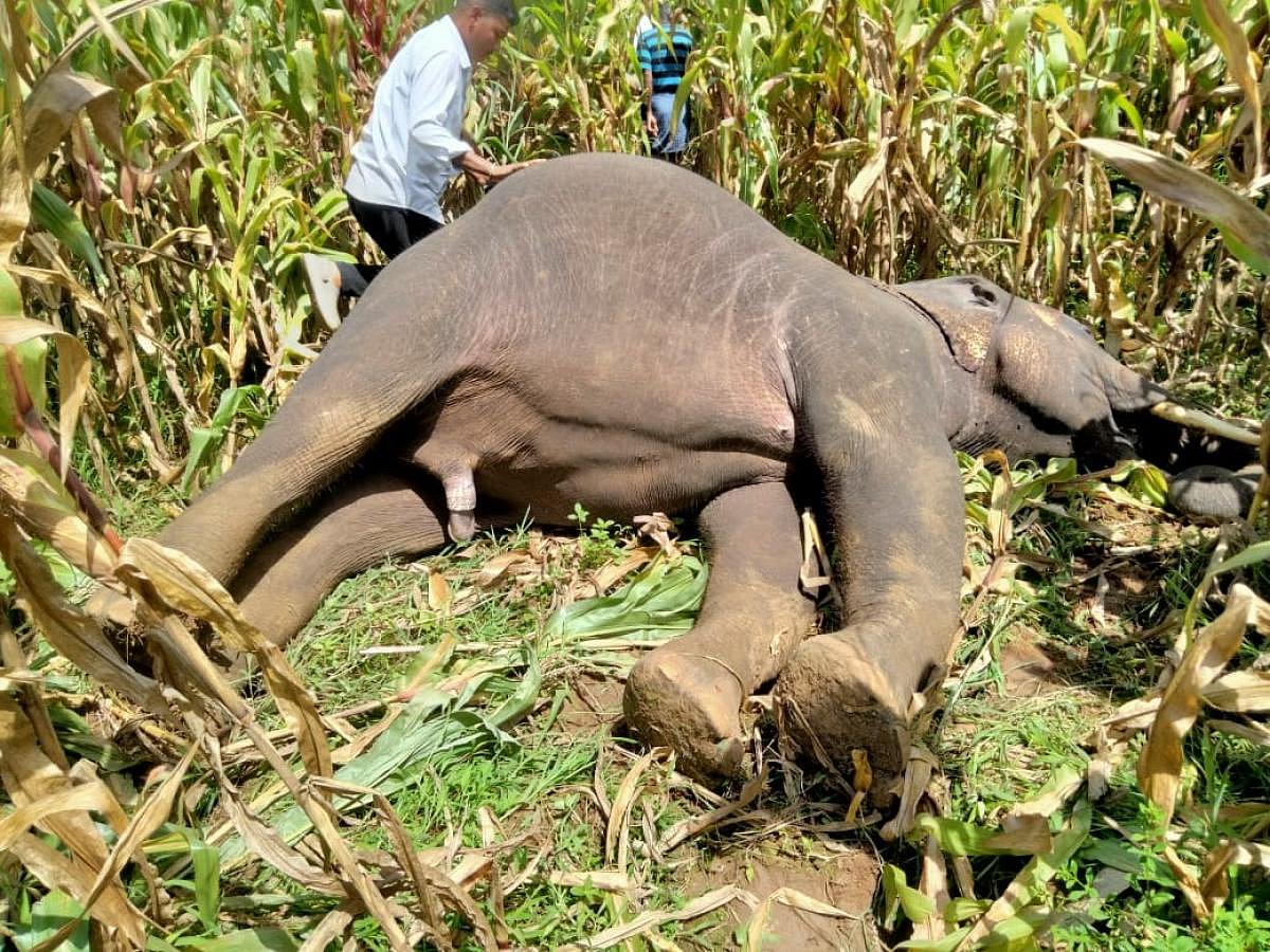 ಶಿವಮೊಗ್ಗ: ಆನೆ ಹಿಮ್ಮೆಟ್ಟಿಸುವ ಶಿಬಿರ, ಬೇಲಿ ಅಳವಡಿಕೆಗೆ ಸಿದ್ಧತೆ