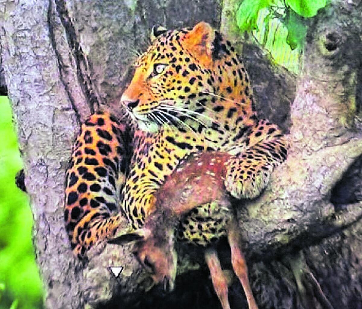 ಬಂಡೀಪುರ: ಪ್ರವಾಸಿಗರ ಮುಂದೆಯೇ ಜಿಂಕೆ ಬೇಟೆಯಾಡಿದ ಚಿರತೆ