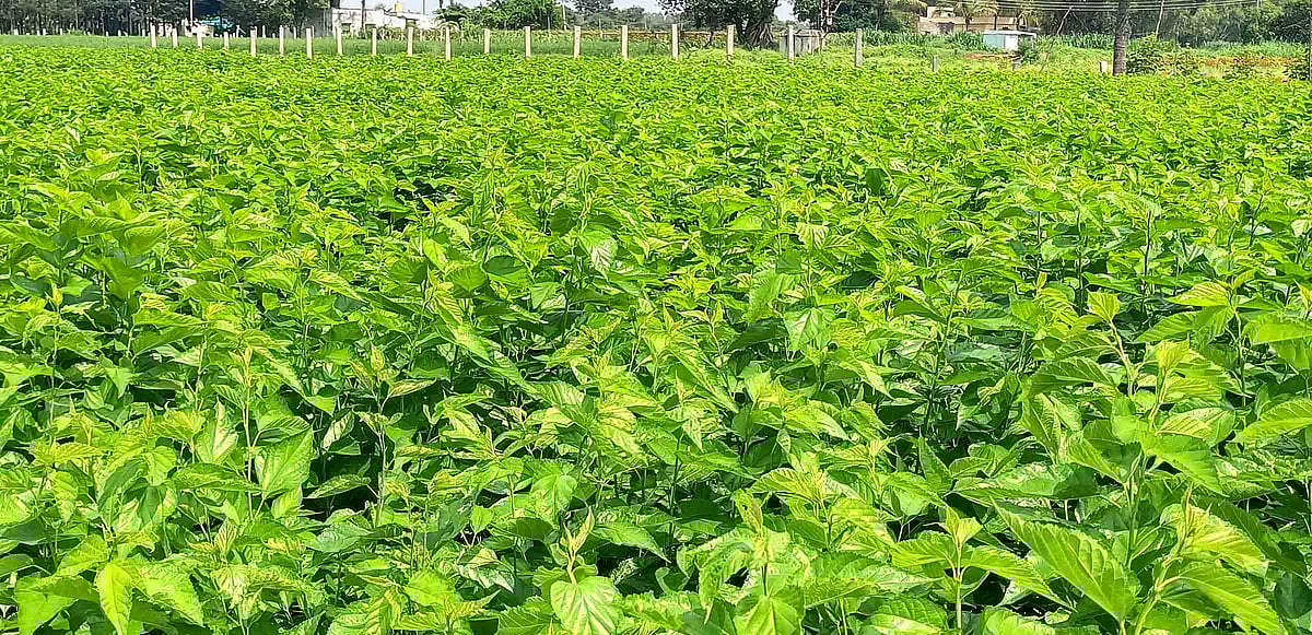 ವಿಜಯಪುರ(ದೇವನಹಳ್ಳಿ): ದಾಳಿಂಬೆ ಬೆಳೆಯಿಂದ ಹಿಪ್ಪುನೇರಳೆಗೆ ಹಾನಿ