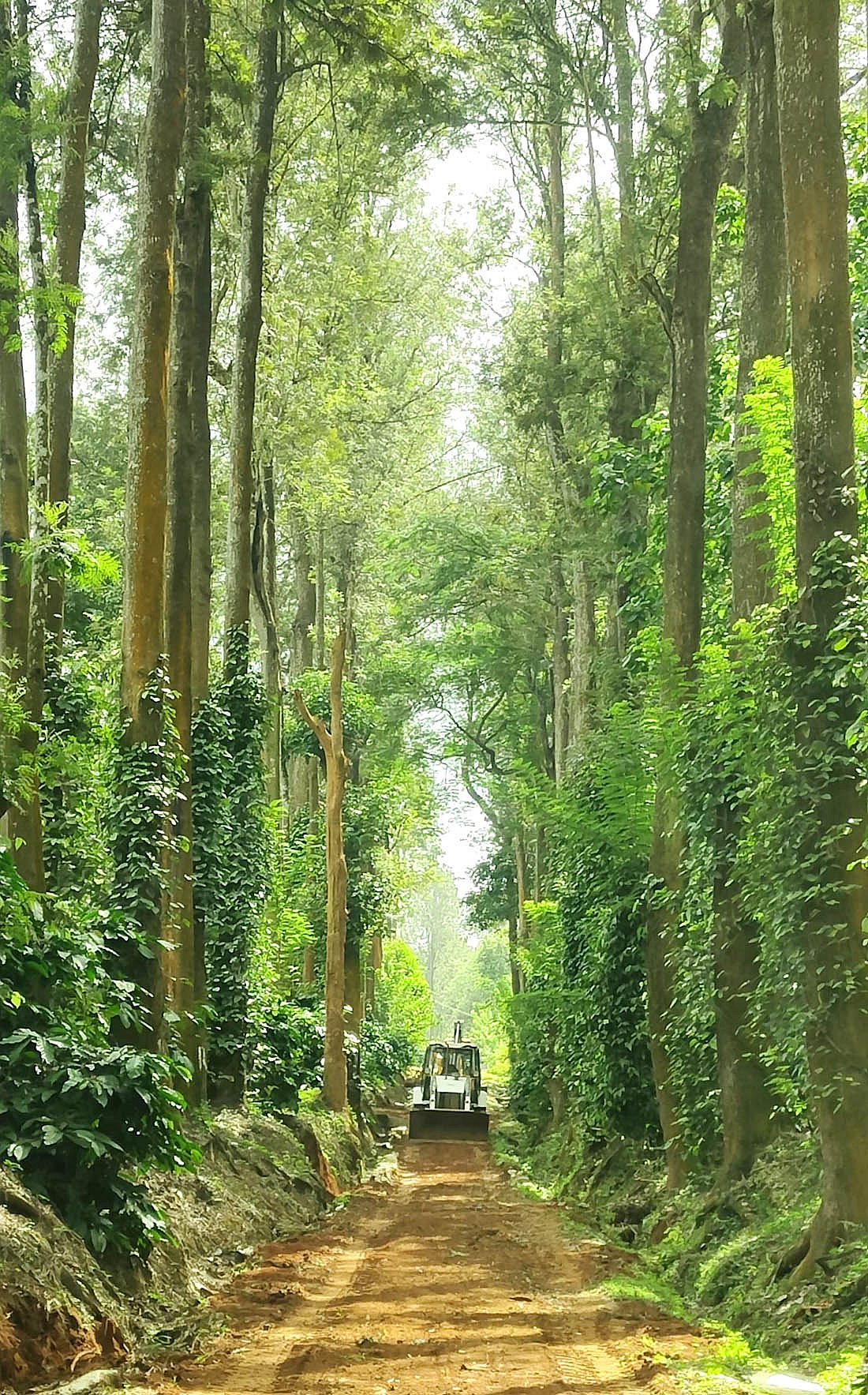 ರೊಬಸ್ಟಾ ಕಾರ್ ರ‍್ಯಾಲಿ: ಕಾಫಿ ತೋಟದಲ್ಲಿ ಸದ್ದು ಮಾಡಲಿದೆ ಕಾರುಗಳು