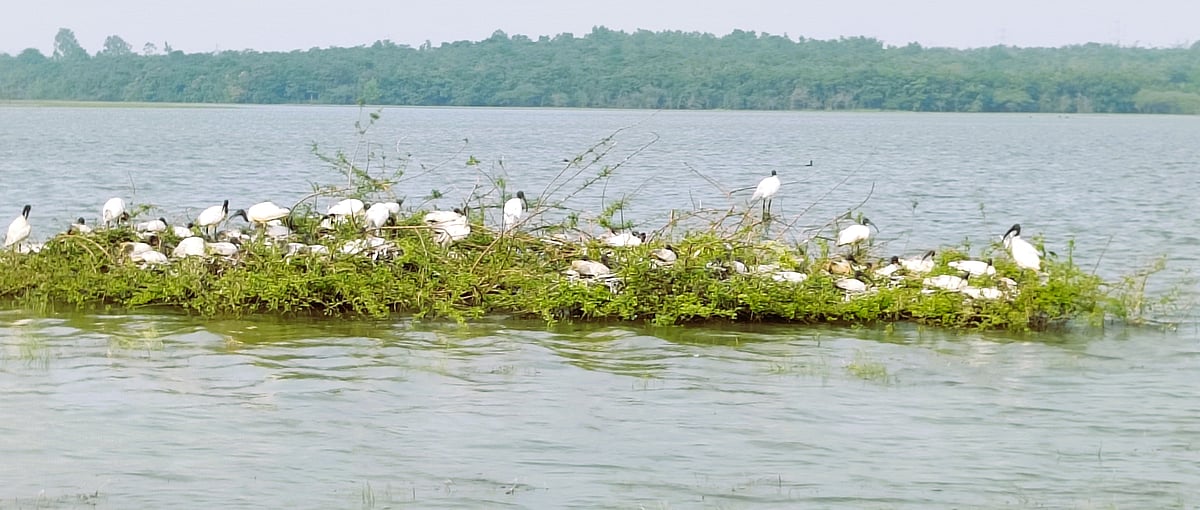 ಸಂತಾನೋತ್ಪತ್ತಿ: ವಲಸೆ ಹಕ್ಕಿಗಳ ಕಲರವ 