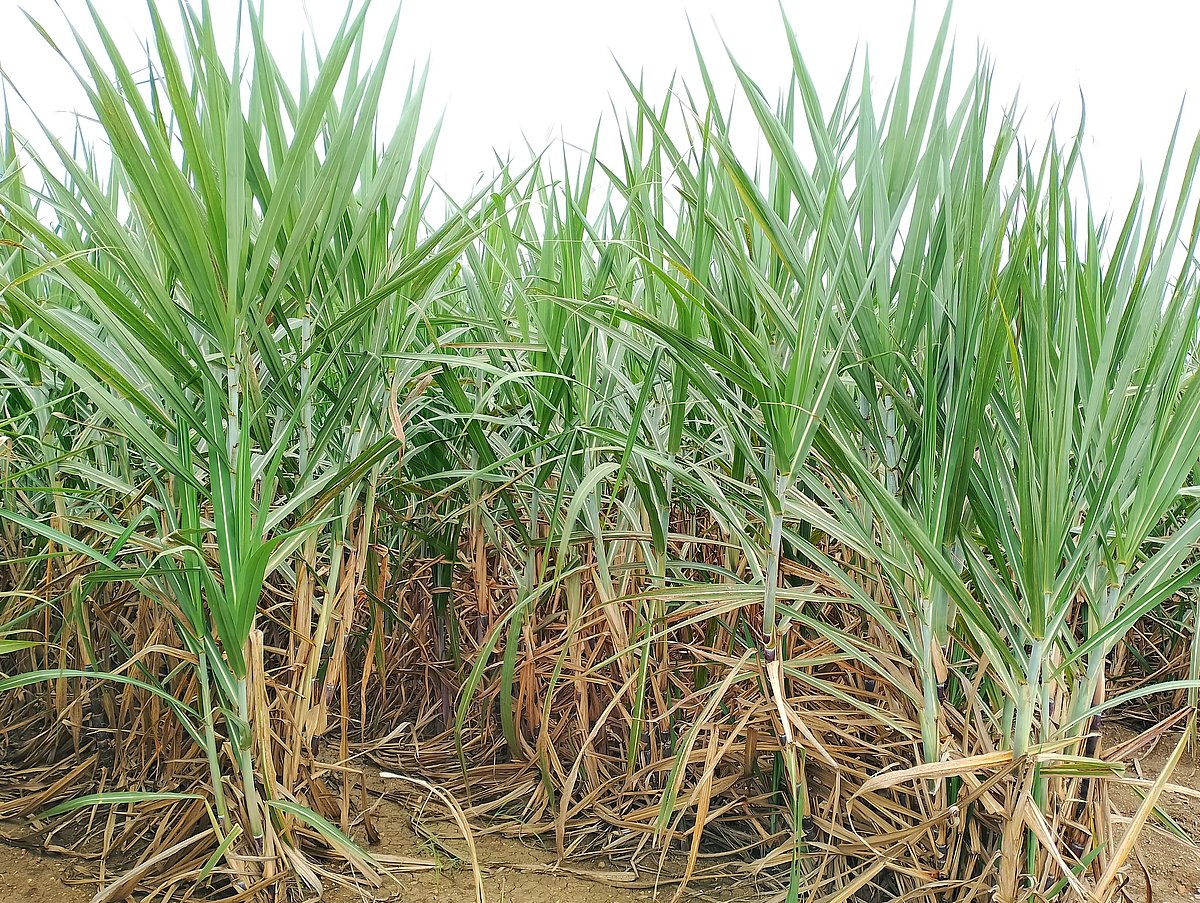 ಕಬ್ಬಿನ ದರ ನಿಗದಿಗೆ ಮುಂದುವರಿದ ಹಗ್ಗ ಜಗ್ಗಾಟ