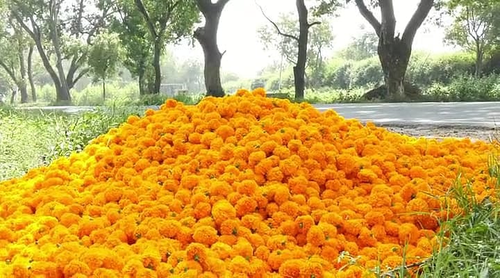 ಚೆಂಡು ಹೂವಿನ ದರ ದಿಢೀರ್‌ ಕುಸಿತ; ಹೂ ಬೆಳೆದು ಬಾಡಿದ ರೈತ