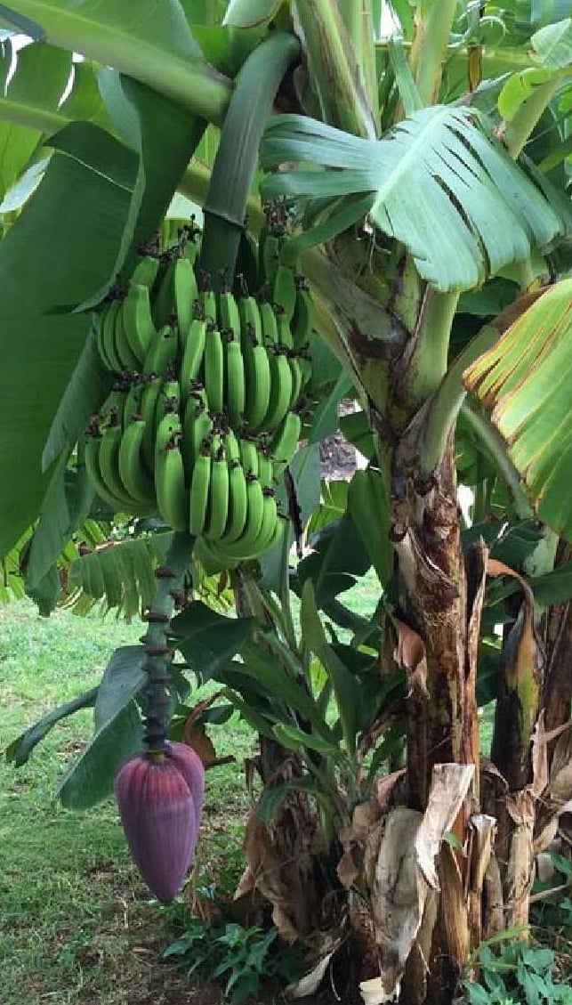 ಚಾಮರಾಜನಗರ | ಬಾಳೆ ದರ ಕುಸಿತ; ಕಂಗಾಲಾದ ರೈತ