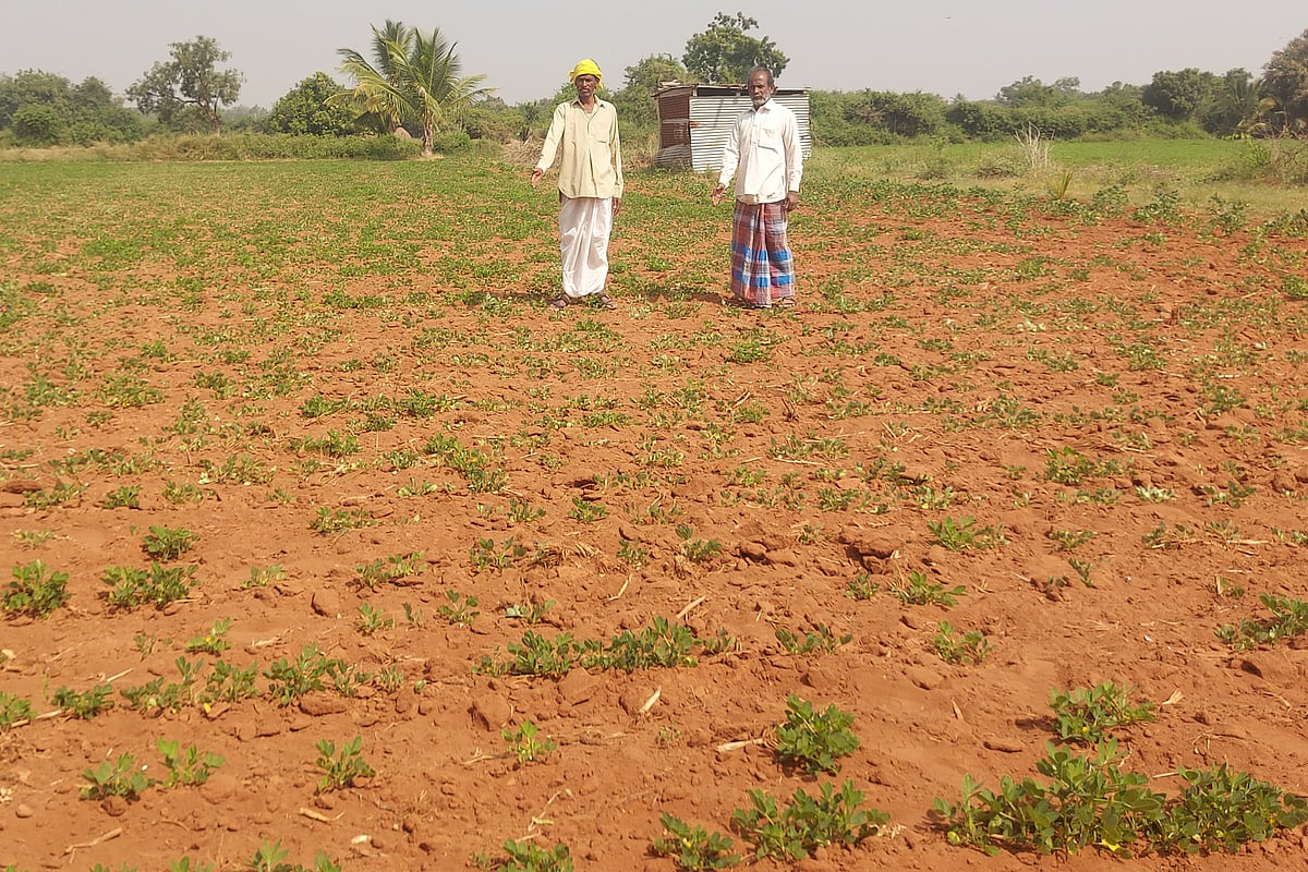 ಬಾದಾಮಿ | ನವಿಲುತೀರ್ಥ ಜಲಾಶಯದಿಂದ ನೀರು ಹರಿಸಲು ವಿಳಂಬ: ಬಾಡುತ್ತಿದೆ ಬೆಳೆ
