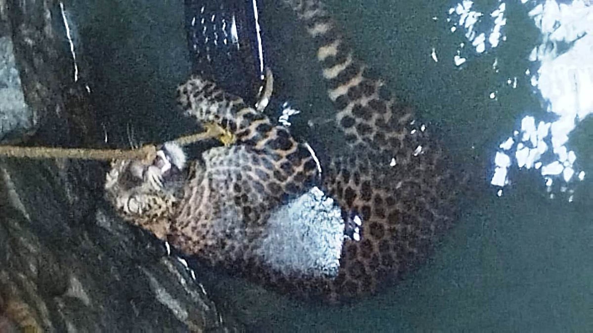 ಸಾಂತೂರು: ಬಾವಿಗೆ ಬಿದ್ದ ಚಿರತೆ ರಕ್ಷಣೆ