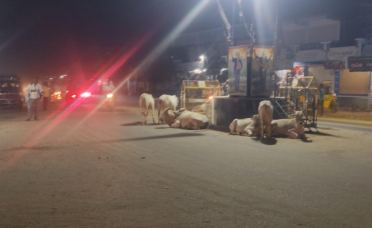 ಜಾಲಹಳ್ಳಿ | ಬೀಡಾಡಿ ದನಗಳ ಹಾವಳಿ ಹೆಚ್ಚಳ: ವಾಹನಗಳ ಸಂಚಾರಕ್ಕೆ ತೊಂದರೆ