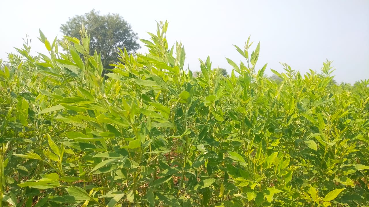 ಗೊಡ್ಡು ರೋಗಕ್ಕೆ ತುತ್ತಾದ ಬೆಳೆ