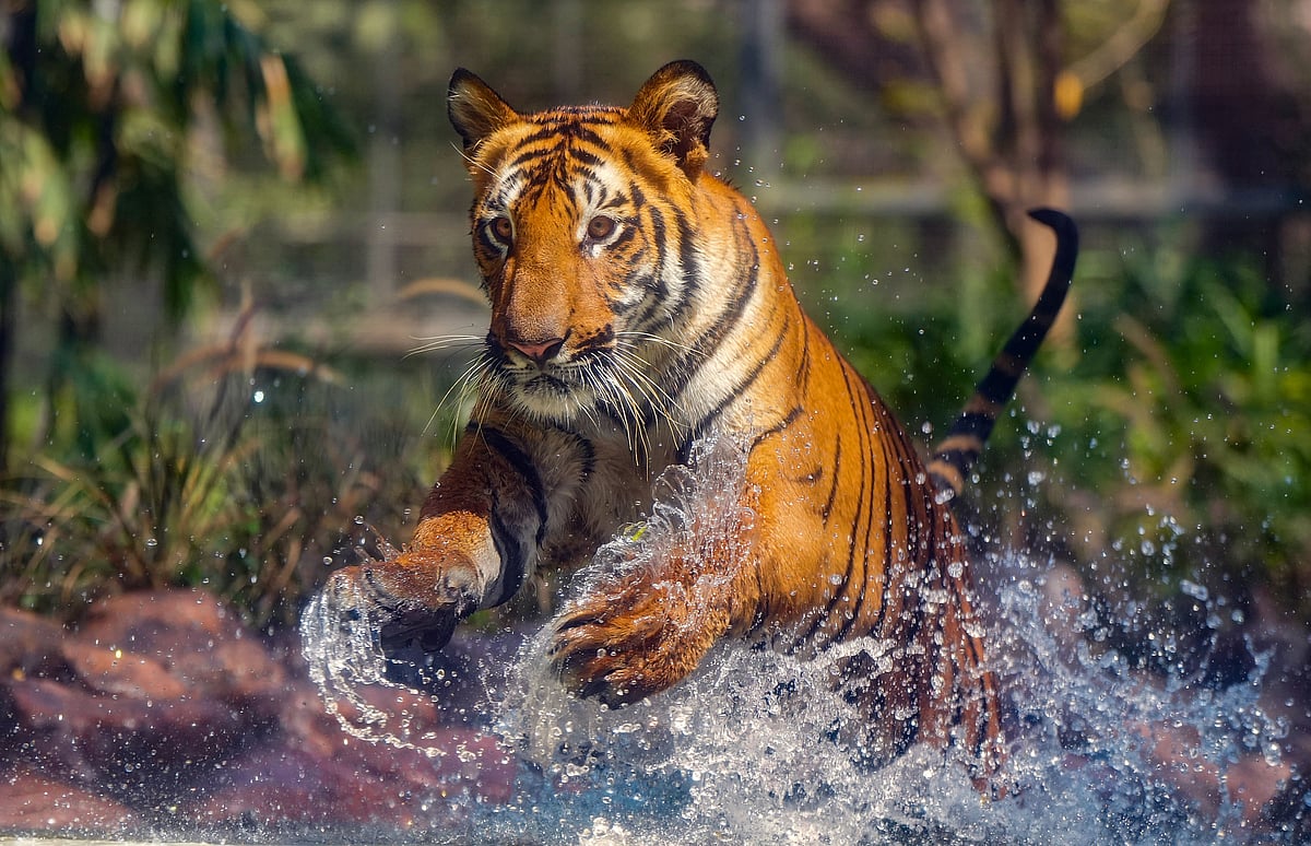 2021ರಿಂದ 71 ಹುಲಿಗಳ ಅಸಹಜ ಸಾವು: ಪರಿಸರ ಸಚಿವಾಲಯ​