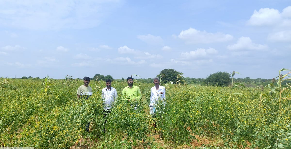 ಪರಶುರಾಂಪುರ | ದಟ್ಟಮಂಜು, ಶೀತ: ತೊಗರಿ ಬೆಳೆಗೆ ಕೀಟಬಾಧೆ
