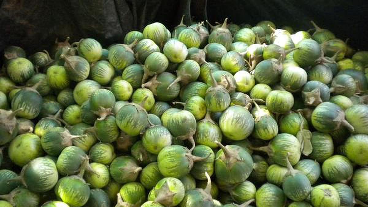 ಕಾಪು: ಮಟ್ಟುಗುಳ್ಳಕ್ಕೆ ಸಿಗಬೇಕಿದೆ ಸರ್ಕಾರದ ಉತ್ತೇಜನ