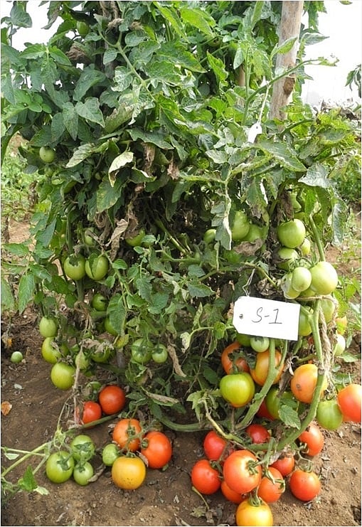 ಬಾಗಲಕೋಟೆ ತೋಟಗಾರಿಕೆ ವಿವಿಯಿಂದ ಟೊಮೆಟೊ 4 ಹೊಸ ತಳಿ ಬಿಡುಗಡೆ