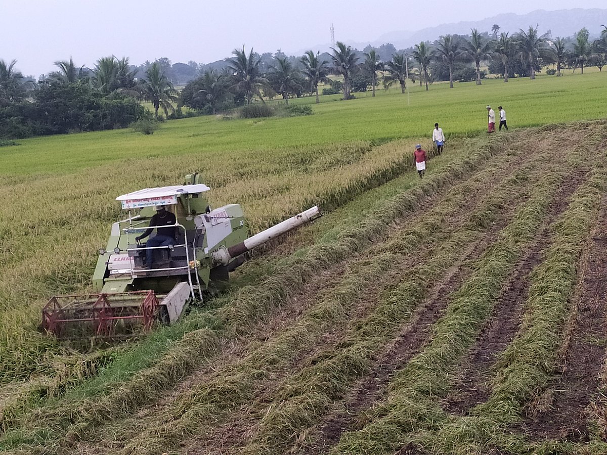 ಮುನಿರಾಬಾದ್: ಭತ್ತದ ಕೊಯ್ಲು ಆರಂಭ, ಎರಡನೇ ಬೆಳೆಗೆ ತಯಾರಿ