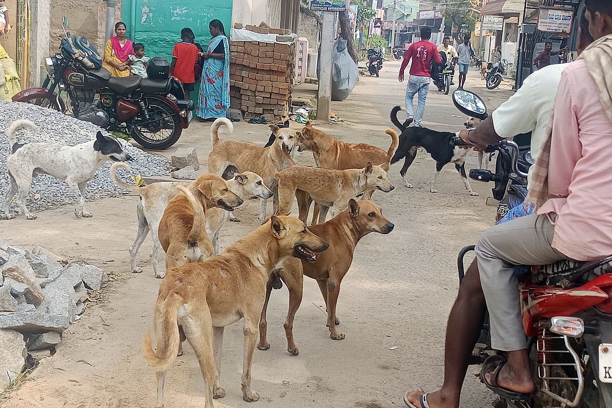 ಕೂಡ್ಲಿಗಿ | ಬೀದಿನಾಯಿ ಹಾವಳಿ‌: ಜನರ ಆತಂಕ