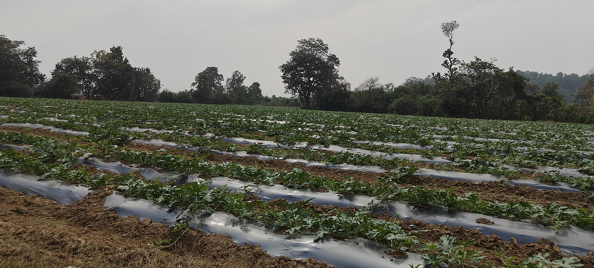 ಕಾರವಾರ: ಇಬ್ಬನಿ ತಬ್ಬಿದ ಇಳೆಯಲಿ ಬಾಡಿದ ಕಲ್ಲಂಗಡಿ!