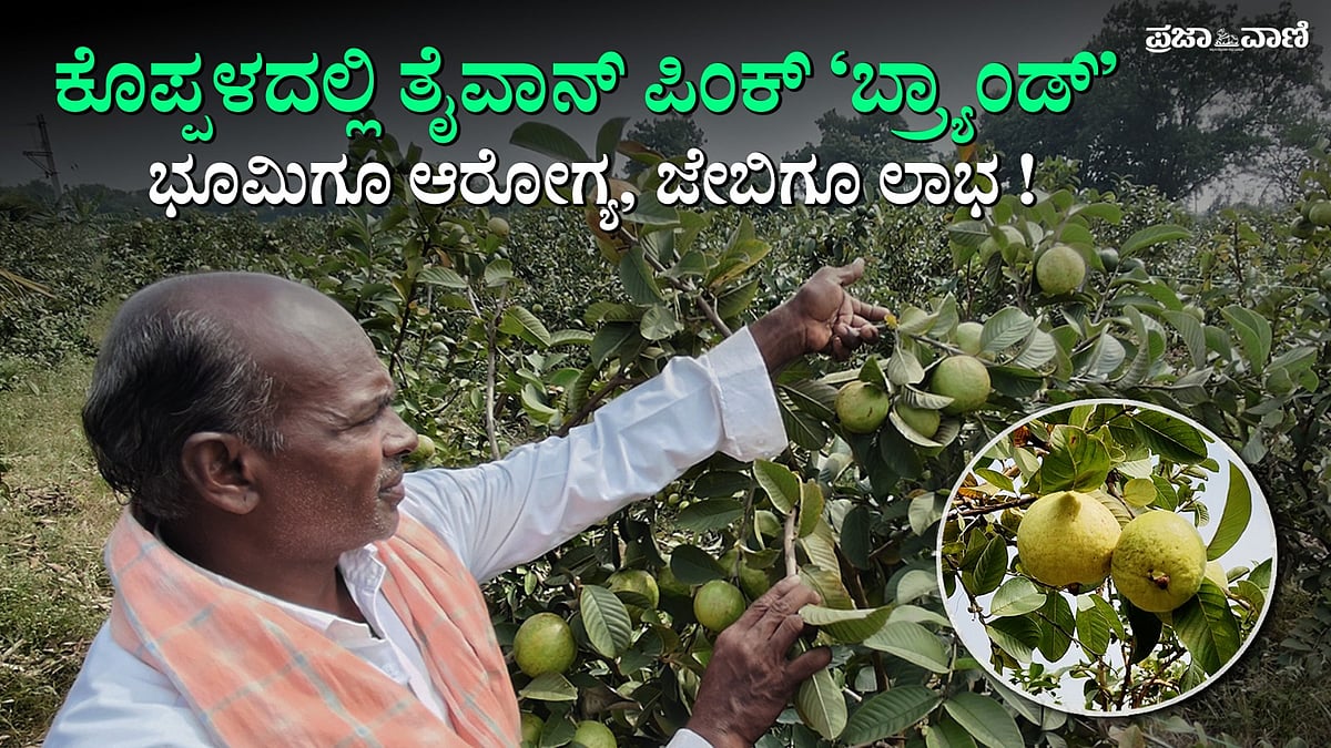 Video | ಕೊಪ್ಪಳದಲ್ಲಿ ತೈವಾನ್‌ ಪಿಂಕ್‌ ಪೇರಲೆ ‘ಬ್ರ್ಯಾಂಡ್‌' ಸೃಷ್ಟಿಸಿದ ರೈತ